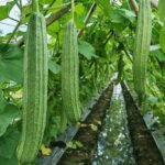 Luffa acutangula Seeds