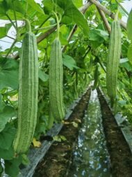 Luffa acutangula Seeds