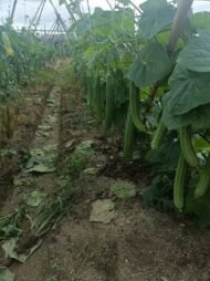 Luffa acutangula Seeds - Image 2