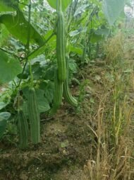 Luffa acutangula Seeds - Image 3