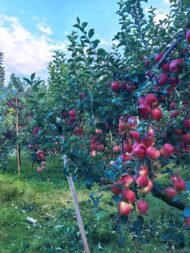 Fuji apple tree