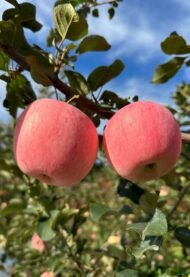 Fuji apple tree - Image 2