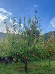 Fuji apple tree - Image 3