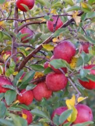 Fuji apple tree - Image 4