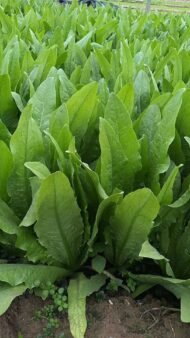 Long Leaf, Lettuce Romiane ,You Mai Cai Seeds - Image 4