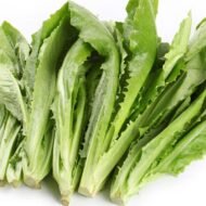 Long Leaf, Lettuce Romiane ,You Mai Cai Seeds