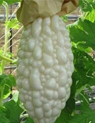 White Bitter Melon Seeds - Image 3