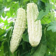 White Bitter Melon Seeds