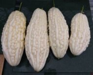 White Bitter Melon Seeds - Image 4