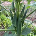 okra Seeds