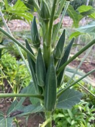 okra Seeds