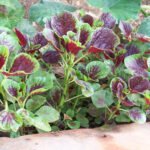 Red Amaranth Seeds - Red Spinach Seeds