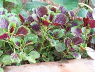 Red Amaranth Seeds - Red Spinach Seeds
