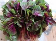 Red Amaranth Seeds - Red Spinach Seeds - Image 4