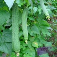 Luffa cylindrica - Loofah Seeds - Image 2