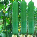 Luffa cylindrica - Loofah Seeds