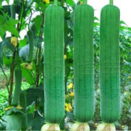 Luffa cylindrica - Loofah Seeds