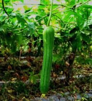 Luffa cylindrica - Loofah Seeds - Image 3
