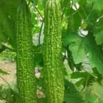 Bitter Melon Seeds