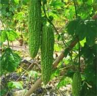 Bitter Melon Seeds - Image 2