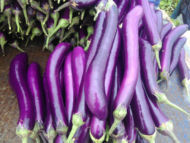 Asian Long Purple Eggplant, Long Purple Aubergine Seeds - Image 2