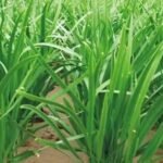 Original Chinese Root Chive Seeds