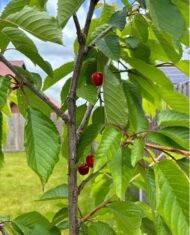 Prunus avium cherry tree - Image 2