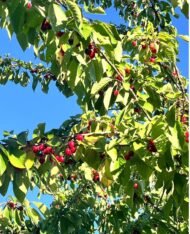 Prunus avium cherry tree - Image 3