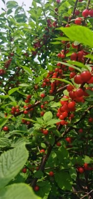 Prunus avium cherry tree - Image 4