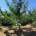 Prunus avium cherry tree