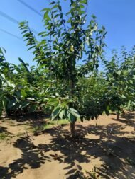 Prunus avium cherry tree