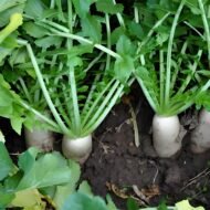 Radish Seeds - Image 3