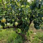 Golden Asian Pear Tree