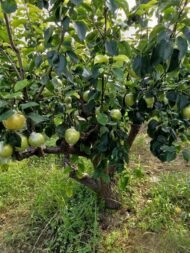 Golden Asian Pear Tree