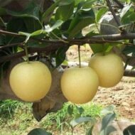 Golden Asian Pear Tree - Image 2