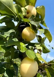 Golden Asian Pear Tree - Image 3