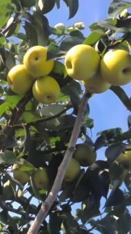 Golden Asian Pear Tree - Image 4