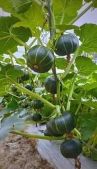 Sweet Kabocha Squash，Bibei Pumpkin Seeds - Image 4