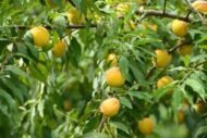 Yellow Peach Tree - Image 2