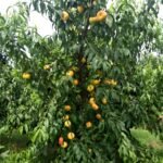 Yellow Peach Tree