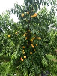Yellow Peach Tree