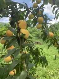 Yellow Peach Tree - Image 3