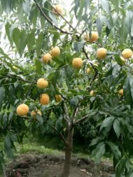 Yellow Peach Tree - Image 4